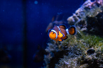 Fototapeta na wymiar Amphiprion ocellaris fish