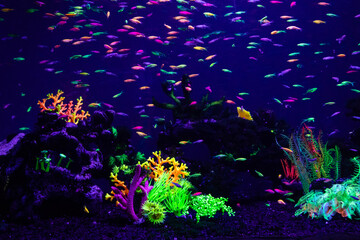 Naklejka na ściany i meble danio rerio fish and neon corals