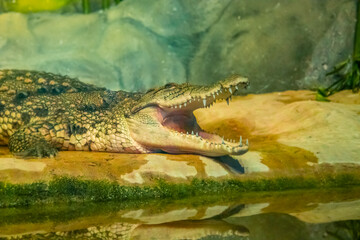 crocodile with open mouth with large teeth