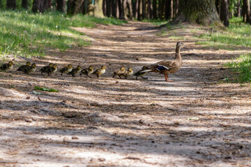 duck with ducklings move to the pond