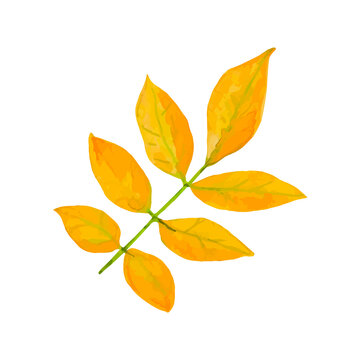 Watercolor leaves, beautiful orange autumn leaves, isolated on a white background