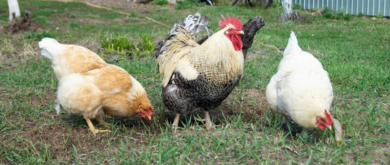 Cock with hen at solar day by springtime