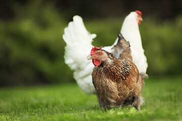 Chicken.