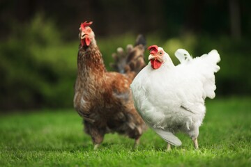 Chicken.