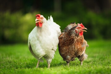 Chicken.