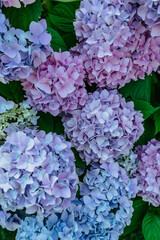 Blooming pink and purple Hydrangea flowers,Hydrangea macrophylla. Fresh summer flowers in garden. Colorful bush of hortensia. Close up of lush flowering Hortensia with green leaves.Floral concept