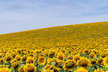 Obraz premium Sonnenblumen