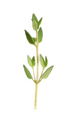 Fototapeta na wymiar Aromatic thyme sprig on white background. Fresh herb