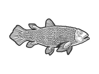 Latimeria fish sketch raster illustration