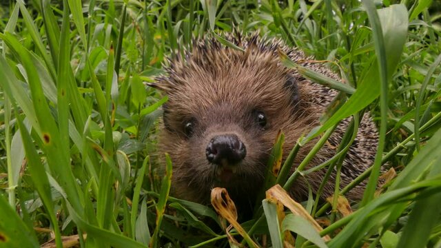 The European hedgehog (Erinaceus europaeus) small mammal is active at dusk and at night. It feeds on everything. The animal is covered with sharp spines for protection. South of Ukraine.
