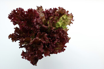 Leaves of fresh burgundy salad on a white background
