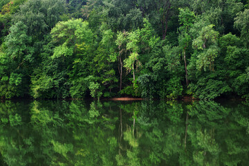 Fototapeta na wymiar Seine river bank in Fontainebleau forest
