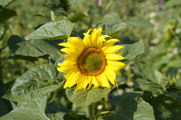 
The sunflower (Helianthus annuus) is an annual plant. Asteraceae family. 