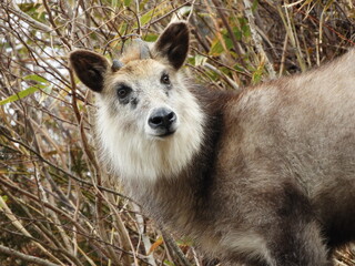 二ホンカモシカ