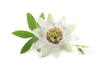 Beautiful blossom of Passiflora plant (passion fruit) with green leaves on white background - Powered by Adobe