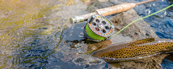 Beautiful brook trout caught during fly fishing.