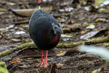A rare big bird species Bulwer's Pheasant (Rare Endemic) found on deep jungle forest at Sabah, Borneo Island