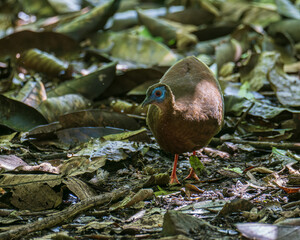 A rare big bird species Bulwer's Pheasant (Rare Endemic) found on deep jungle forest at Sabah,...