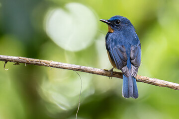 Nature wildlife image of Hill blue bird deep jungle forest in Sabah, Borneo