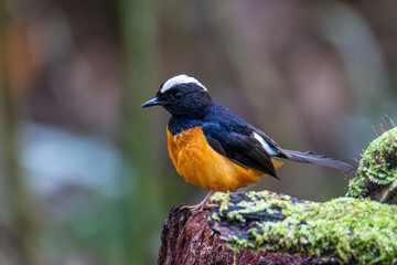 Nature wildlife image of White crown shama on nature rainforest jungle in Borneo Island.