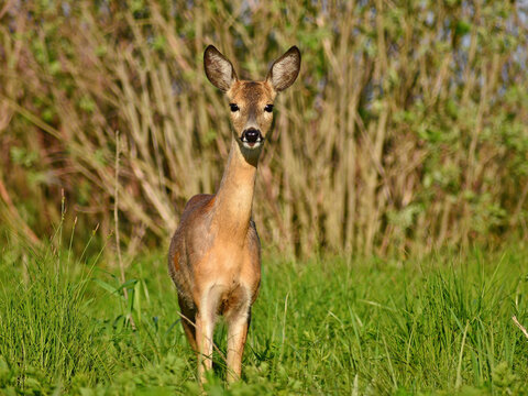 European roe deer in natural habitat. A young female roe deer in the wild on a sunny spring day stands among the grass, close-up.