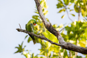 Blue-naped parrot perched on the tree branch.