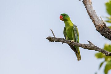 Blue-naped parrot perched on the tree branch.