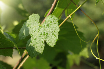 drops on a grape leaf in summer. vineyard in the afternoon after rain