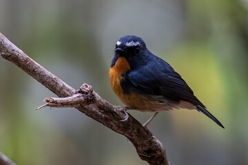 Nature wildlife bird species of Snowy browed flycatcher perch on branch which is found in Borneo