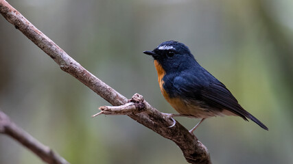 Nature wildlife bird species of Snowy browed flycatcher perch on branch which is found in Borneo
