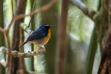 Nature wildlife bird species of Snowy browed flycatcher perch on branch which is found in Borneo