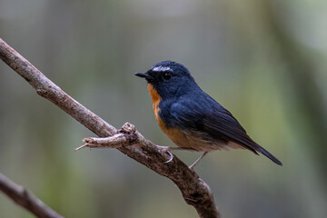 Fototapeta premium Nature wildlife bird species of Snowy browed flycatcher perch on branch which is found in Borneo