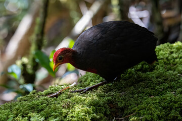 Nature wildlife bird of crimson-headed partridge on deep jungle rainforest, It is endemic to the island of Borneo