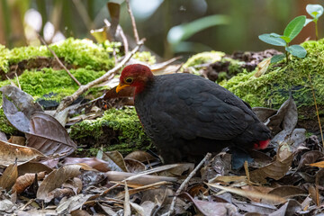 Nature wildlife bird of crimson-headed partridge on deep jungle rainforest, It is endemic to the...