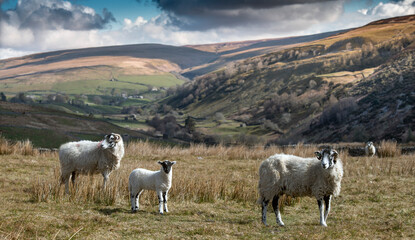 sheep and lamb in North Yorkshire countryside