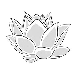 Lotus