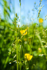 Flowers are the decoration of the earth. Flowers are the decoration of summer. Without flowers, earthly life would lose its charm altogether. Flowers are the smiles of the sun...