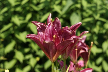 blossoming lilac lily in the garden during the day