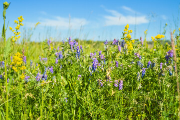 Flowers are the decoration of the earth. Flowers are the decoration of summer. Without flowers, earthly life would lose its charm altogether. Flowers are the smiles of the sun...