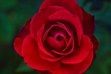 Red roses are a symbol of all-encompassing love, unbridled passion and deep affection