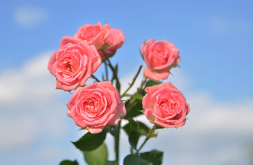 Red Roses with Sky in Background