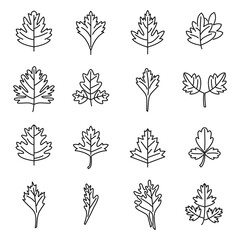 Parsley icons set outline vector. Bunch leaf