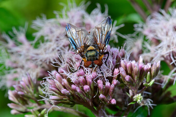 Wanzenfliege (Phasia hemiptera) auf Wasserdost-Blüte // tachinid fly