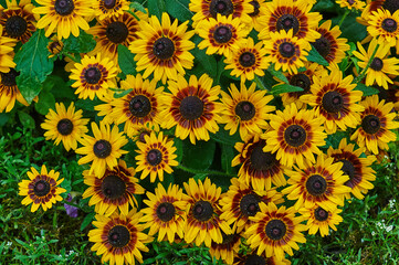Fototapeta na wymiar Yellow flowers on a flowerbed in the park.