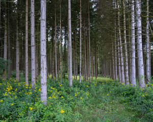 yellow summer flowers and grey trunks of spruce trees in french ardennes