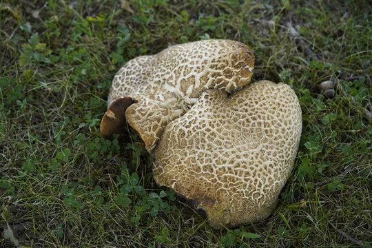 Scleroderma citrinum, commonly known as the common earthball, pigskin poison puffball, or common earth ball, is the most common species of earthball. Sclerodermataceae family.