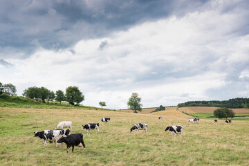 summer countryside landscape with green meadows and cows in french ardennes near charleville
