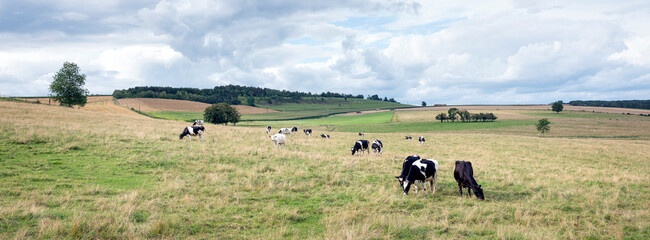 summer countryside landscape with green meadows and cows in french ardennes near charleville