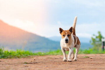 A small white and brown dog is walking on a dirt road, with mountains in the background.