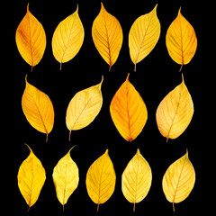 Autumn yellow leaves isolated on white background